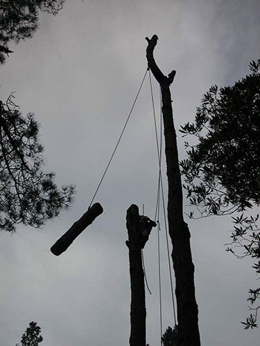 Bishop Pine removal